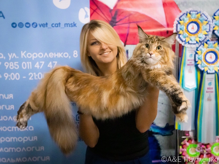 mezhdunarodnaya-vystavka-koshek.10 Международная выставка кошек "Кэт-Салон-Сентябрь"