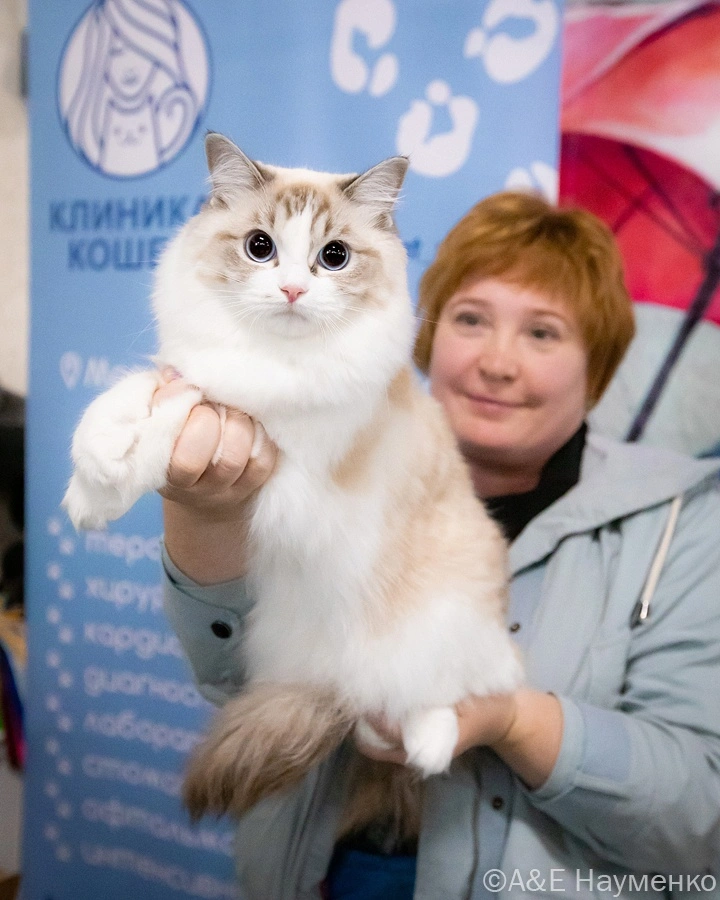 mezhdunarodnaya-vystavka-koshek.11 Международная выставка кошек "Кэт-Салон-Сентябрь"