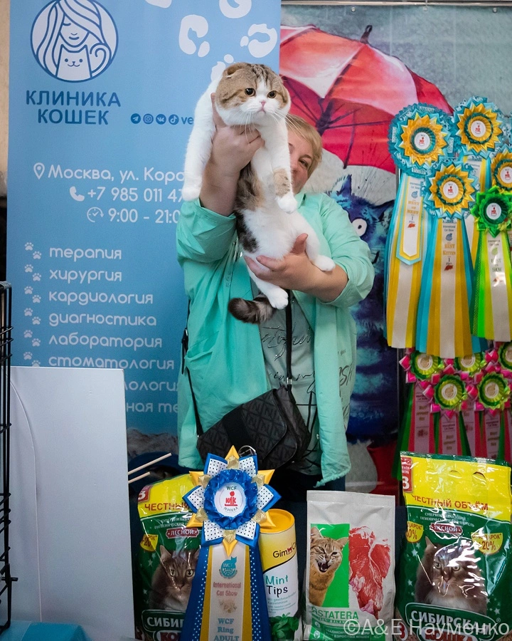 mezhdunarodnaya-vystavka-koshek.3 Международная выставка кошек "Кэт-Салон-Сентябрь"