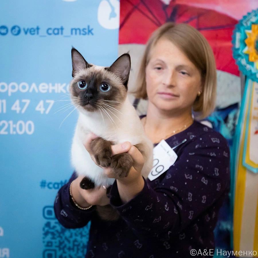 mezhdunarodnaya-vystavka-koshek.6 Международная выставка кошек "Кэт-Салон-Сентябрь"