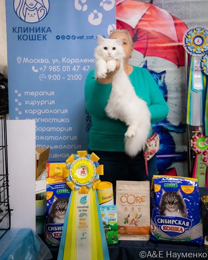 mezhdunarodnaya-vystavka-koshek.9 Международная выставка кошек "Кэт-Салон-Сентябрь"