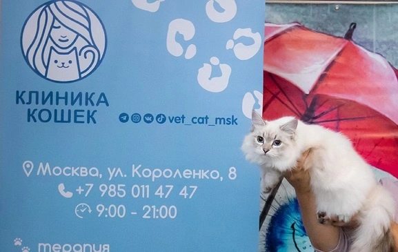 mezhdunarodnaya-vystavka-koshek Международная выставка кошек "Кэт-Салон-Сентябрь"
