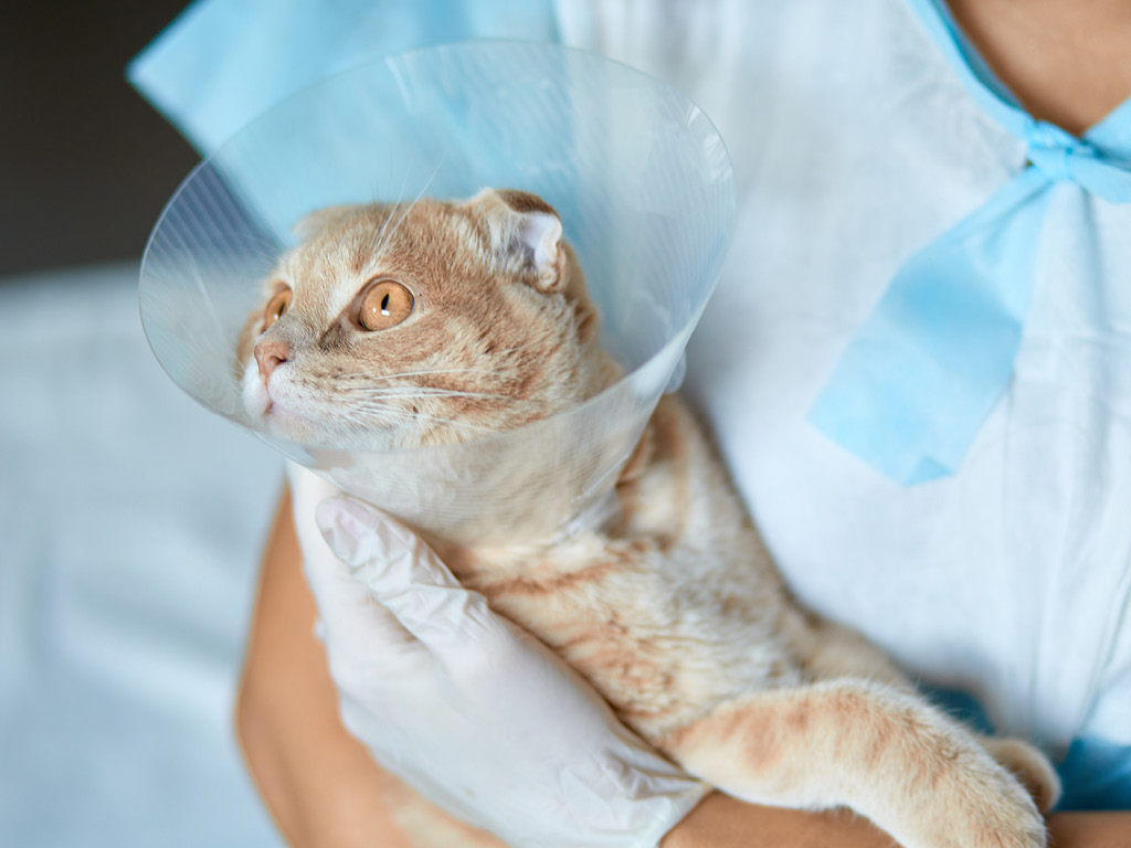 Кот в руках ветеринарного врача