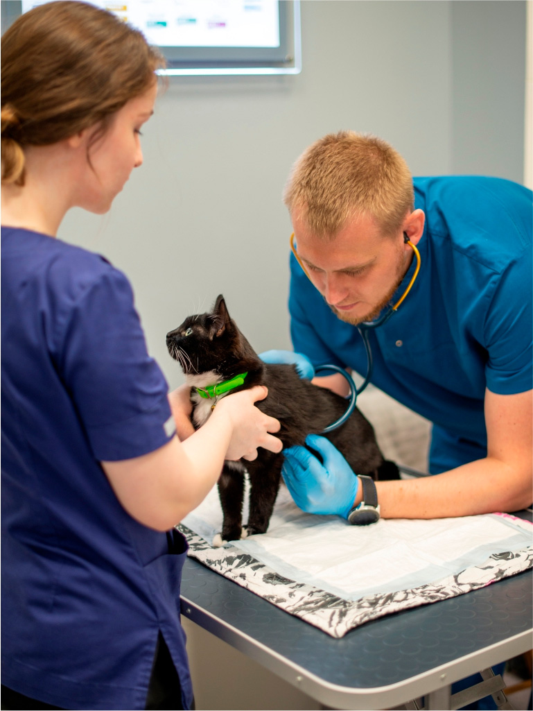 Ветеринарный врач слушает дыхание кошки