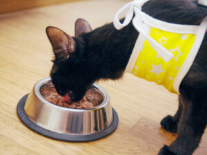 Кот после операции кушает корм