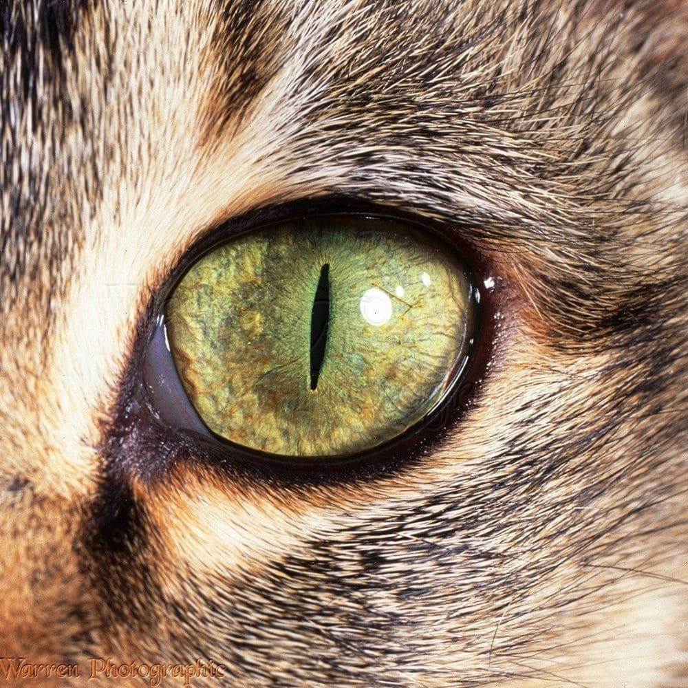 Зрение кошек