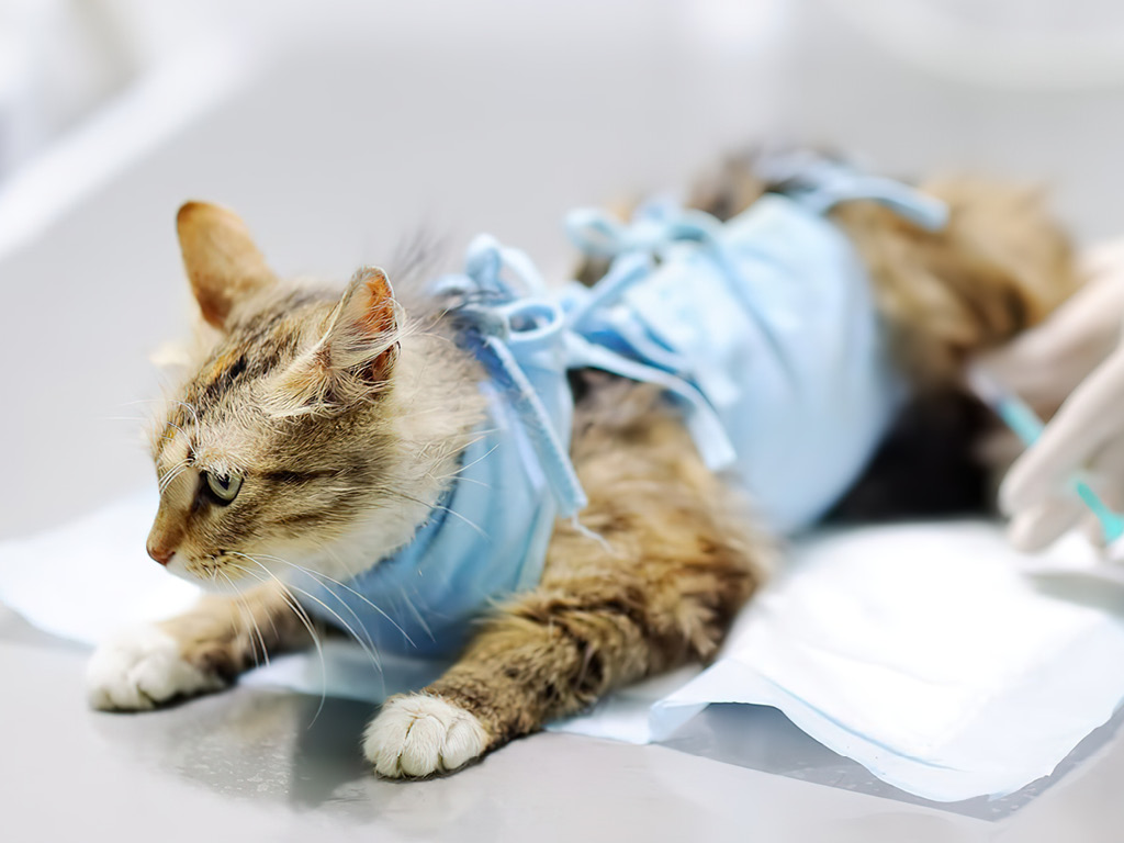 Кошка после стерилизации в попоне