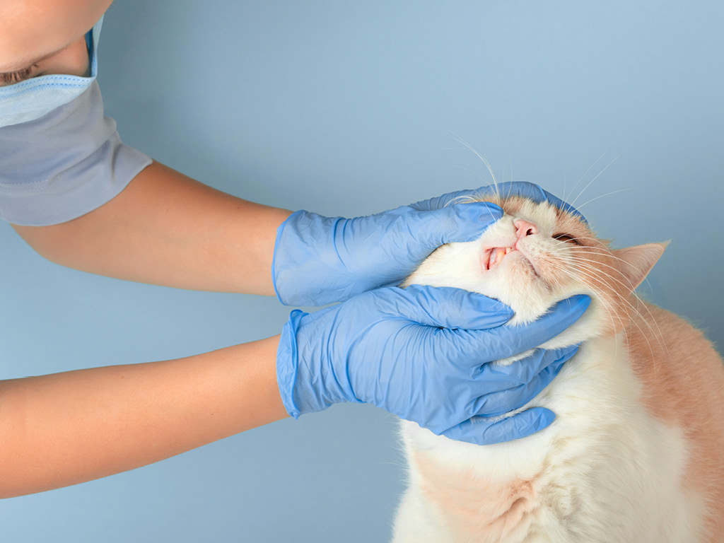 Стоматолог осматривает зубы кота