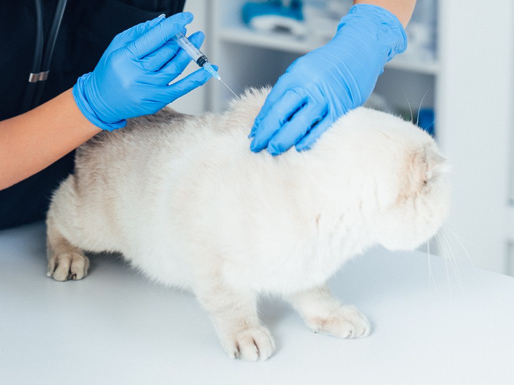 Белой кошке вводят вакцину