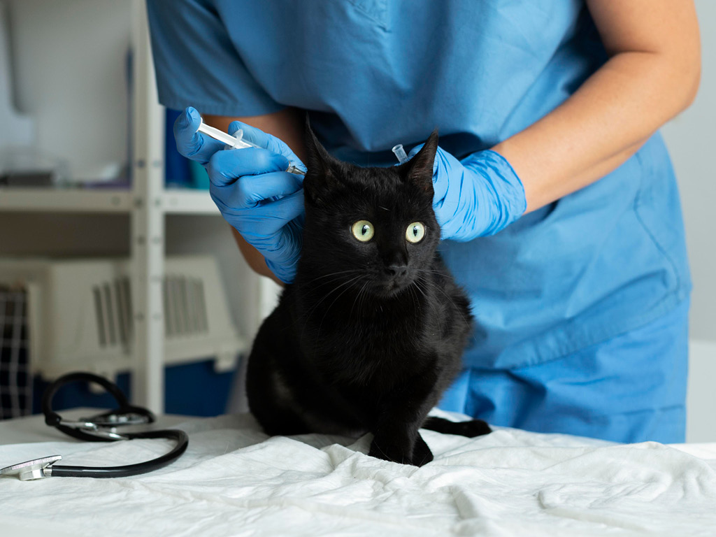 Черного кота вакцинируют