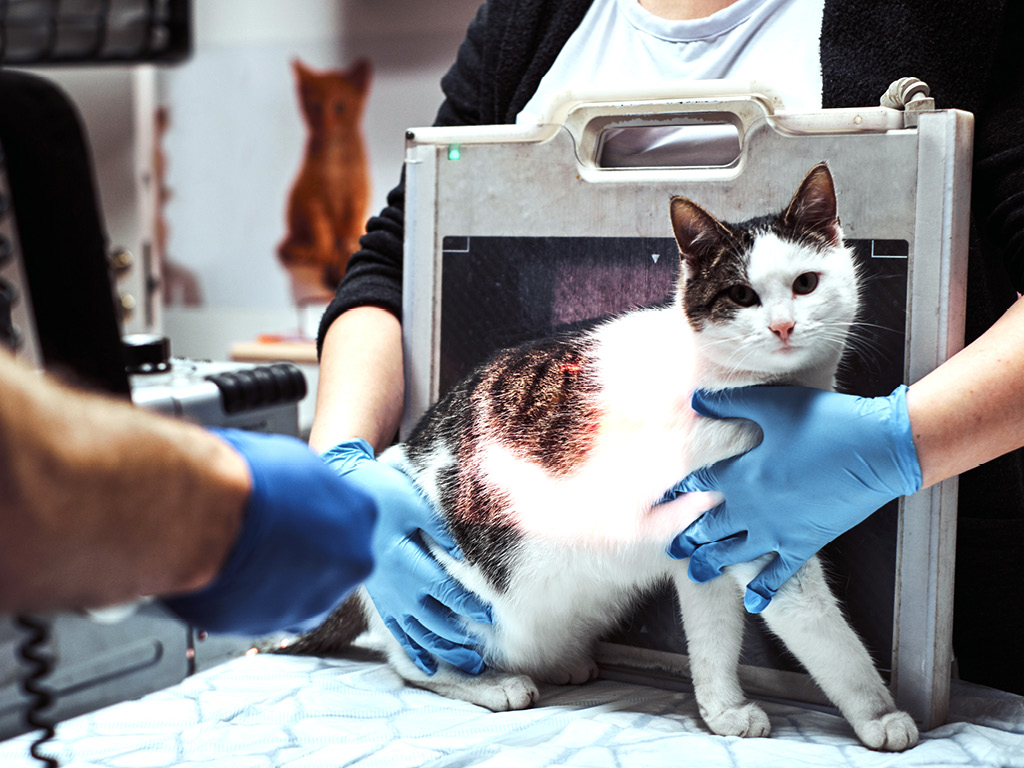 Кошка на обследовании у врача