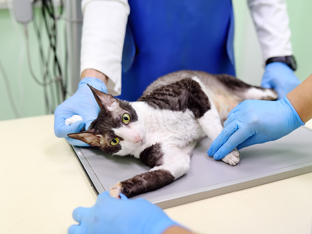 Кошка перед рентгенографией