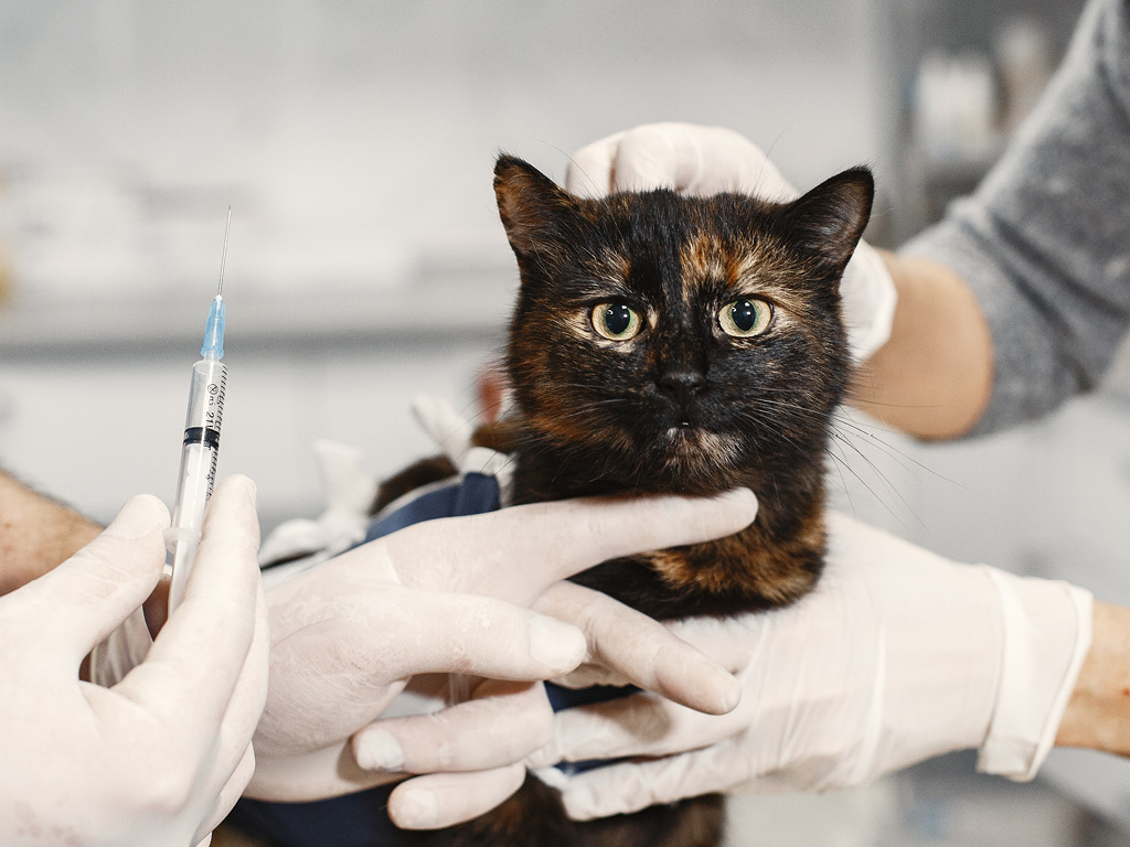 Кошку готовят к вакцинации