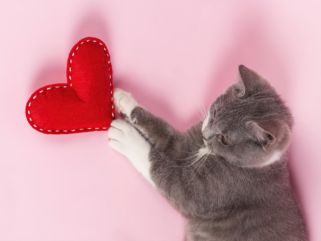 Кот и игрушочное сердце