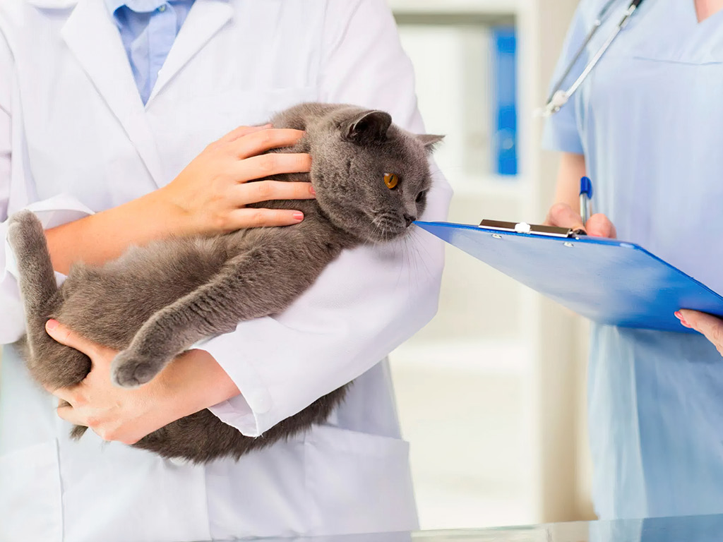 Кот на осмотре у врача