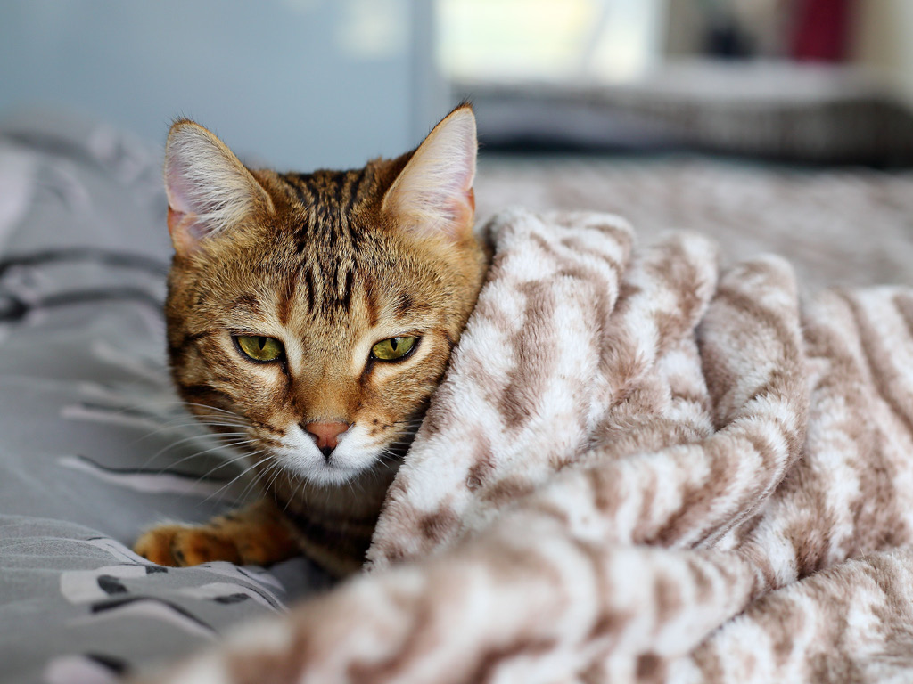 Кот под пятнистым одеялом