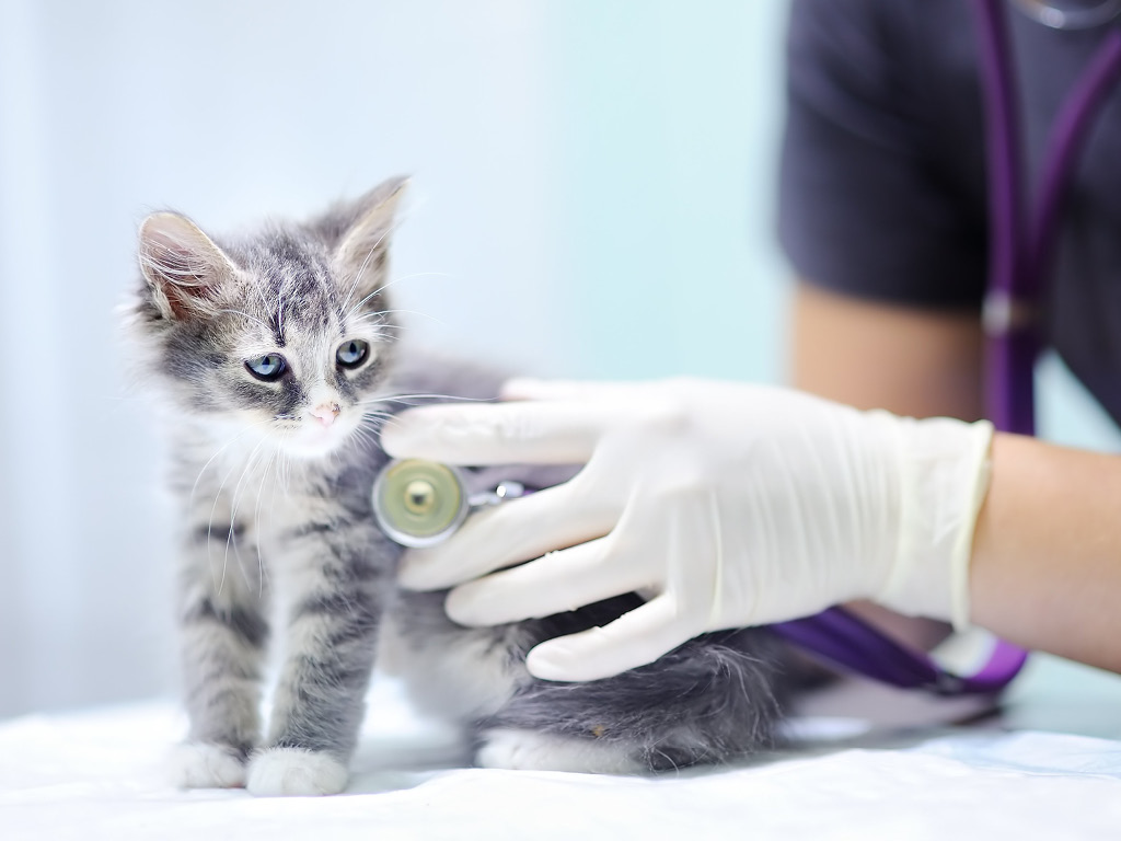 Котёнка обследуют перед вакцинацией