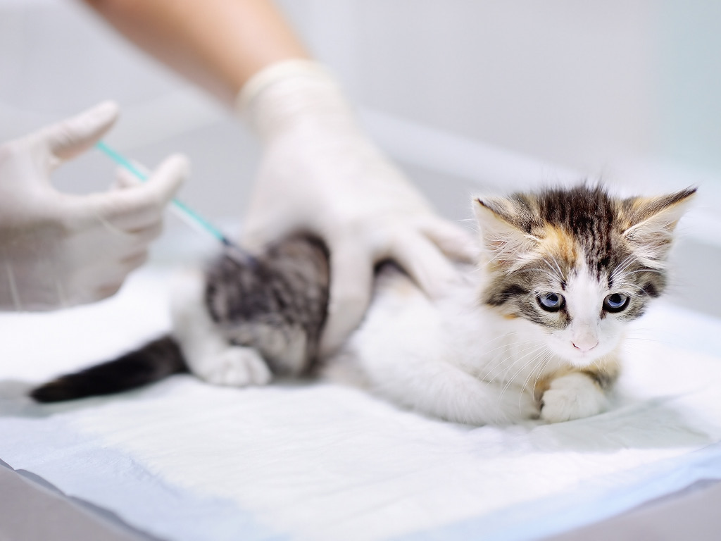 Котёнку врач вводит вакцину