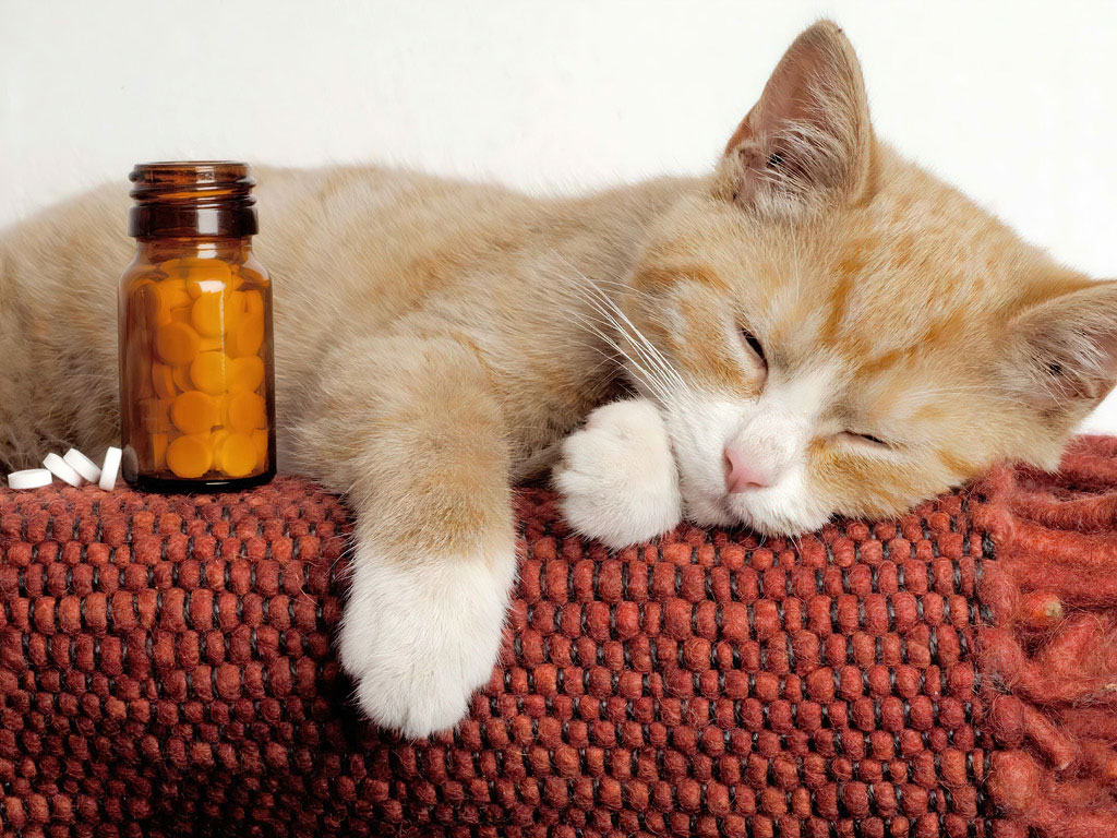 Котёнок и пузырёк с таблетками