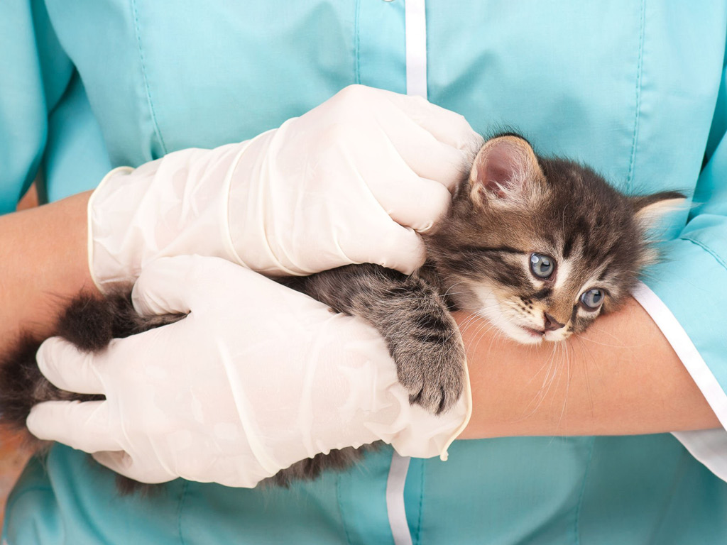 Котёнок перед вакцинацией
