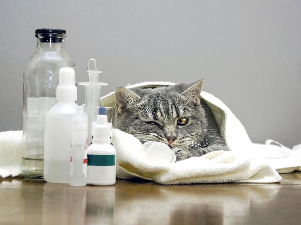 Медикаменты и кошка