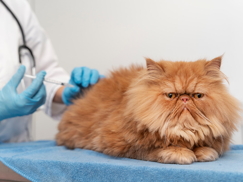Рыжему коту вводят вакцину от бешенства