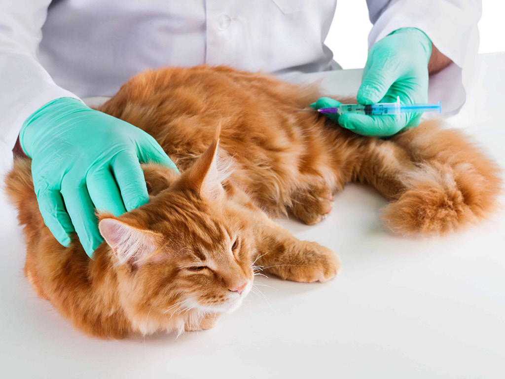 Рыжему коту вводят вакцину