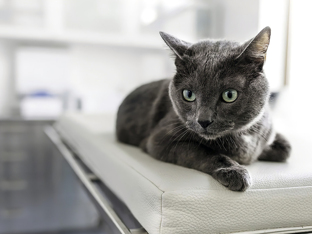 Серый кот на кушетке