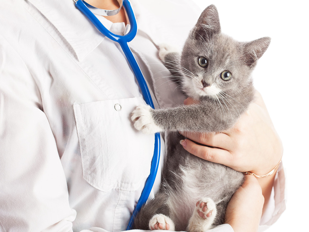 Серый котёнок на руках у врача