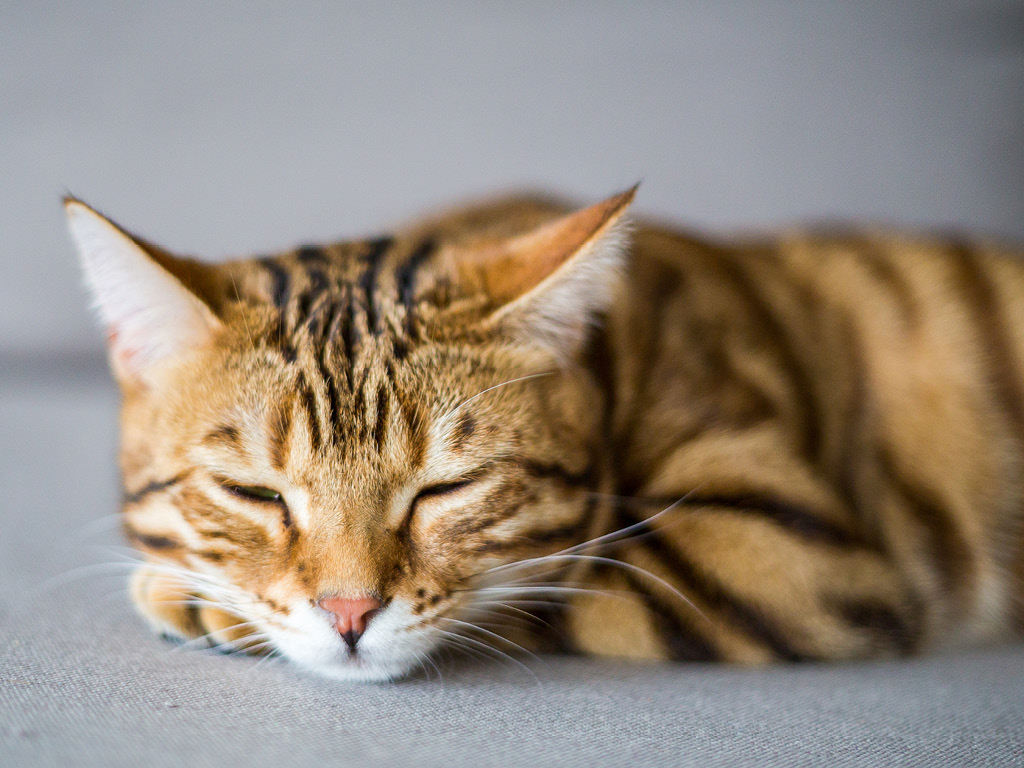 Спящий полосатый кот