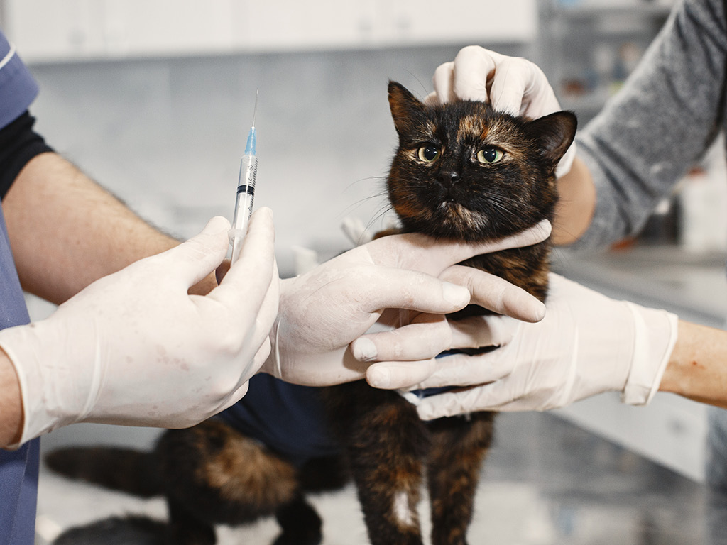У кошки берут биохимический анализ крови