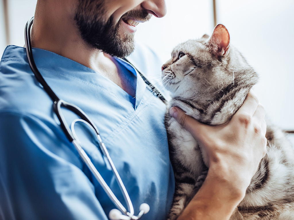 Улыбающийся врач и кошка