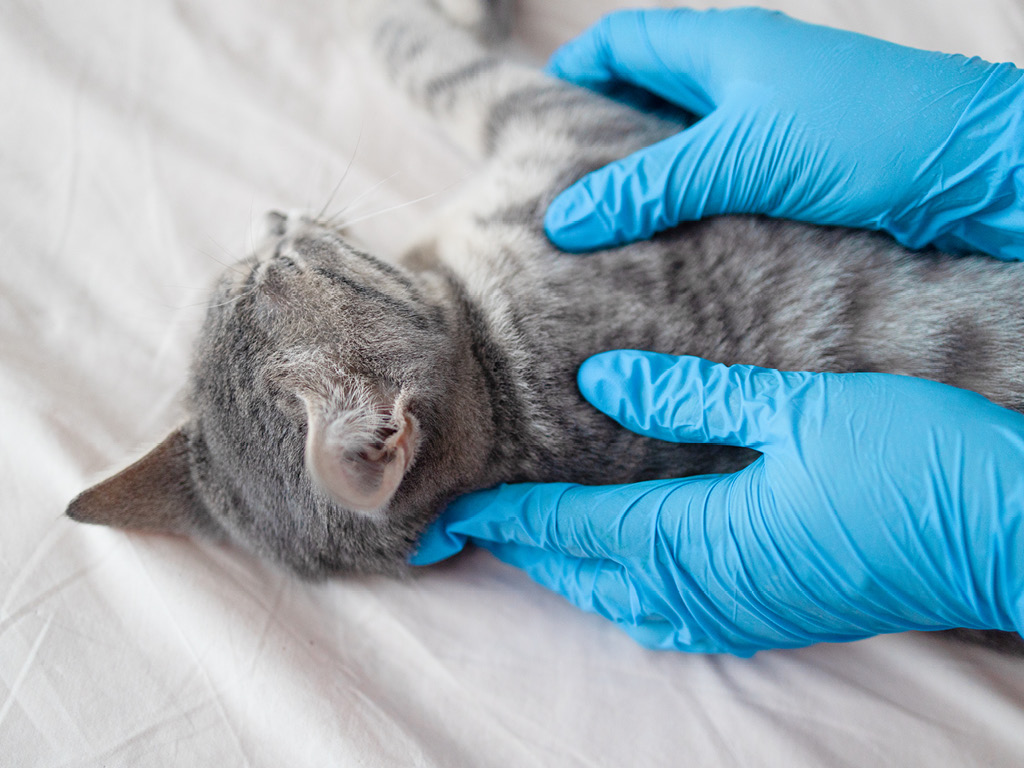 Ветеринарный врач осматривает котёнка