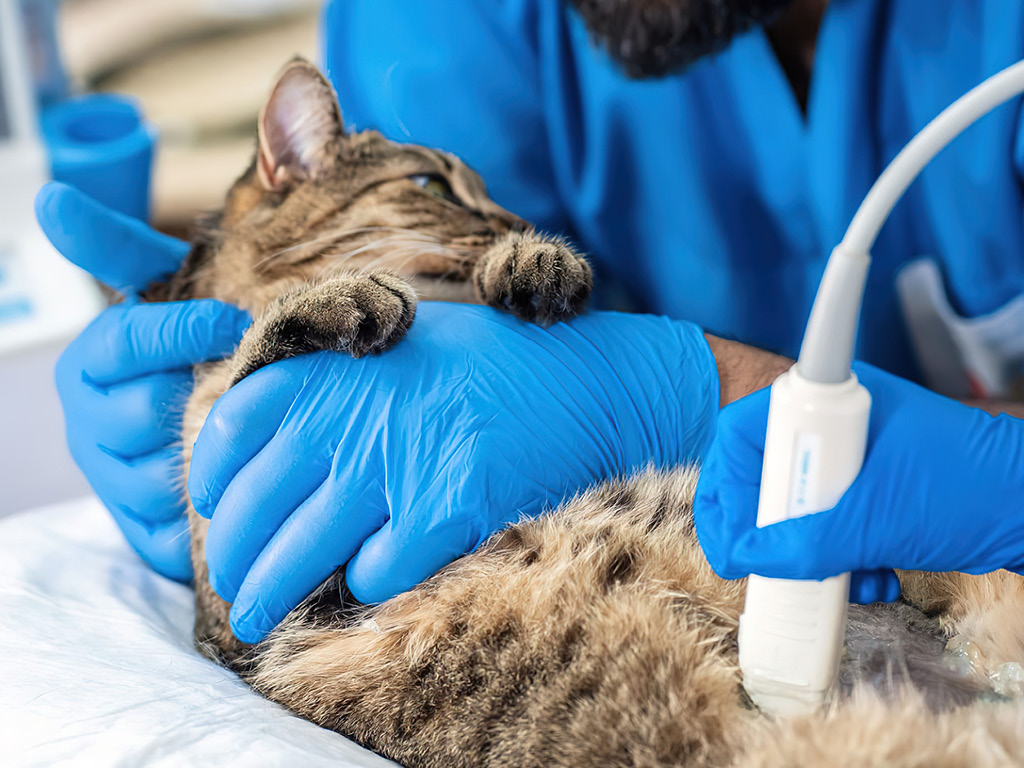 Врач хирург осматривает кошку