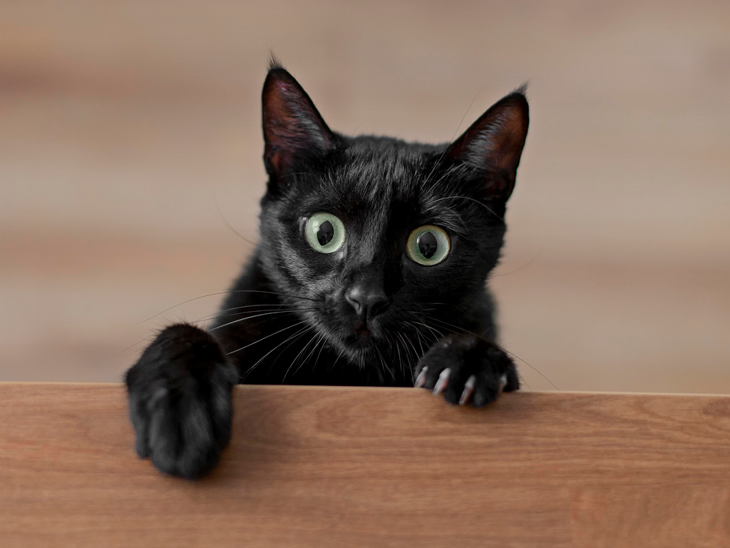 Выглядывающая черная кошка