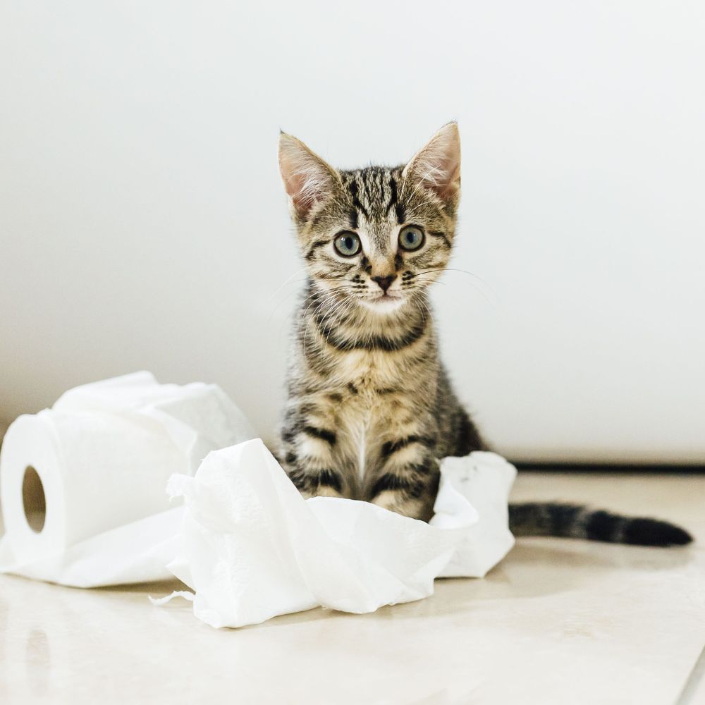 Котёнок и туалетная бумага