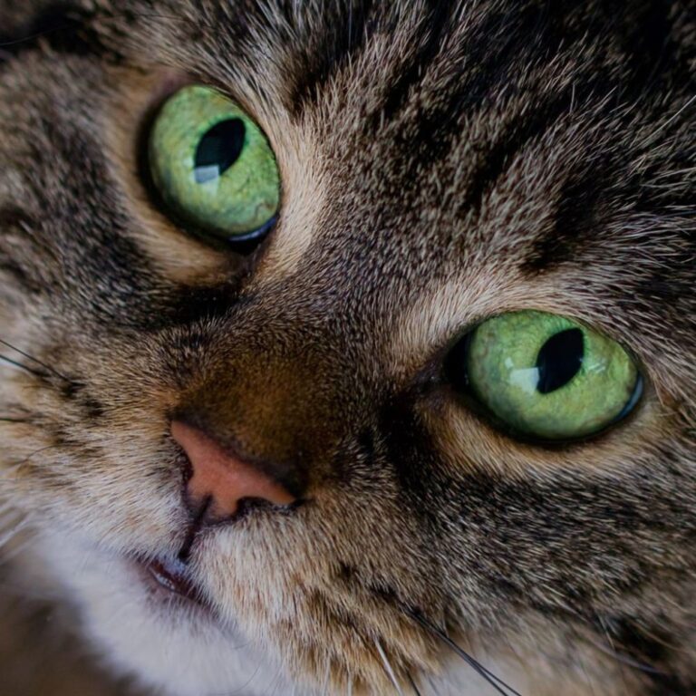 у кошки красные глаза