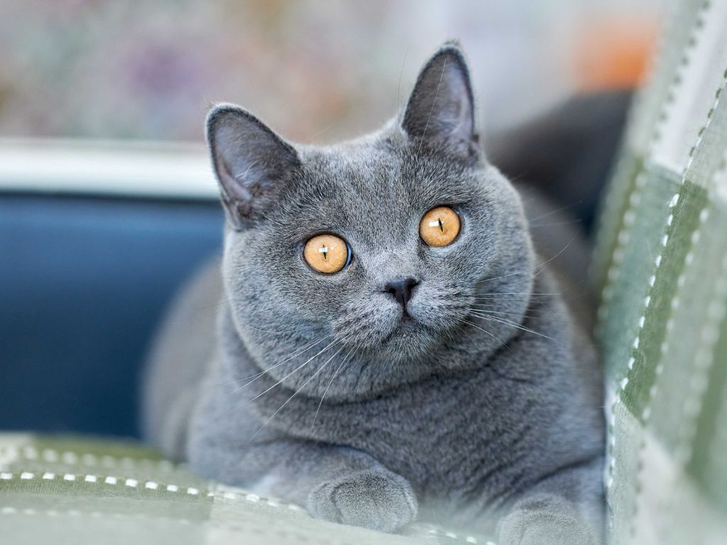 Отит у кошки: причины, признаки и лечение