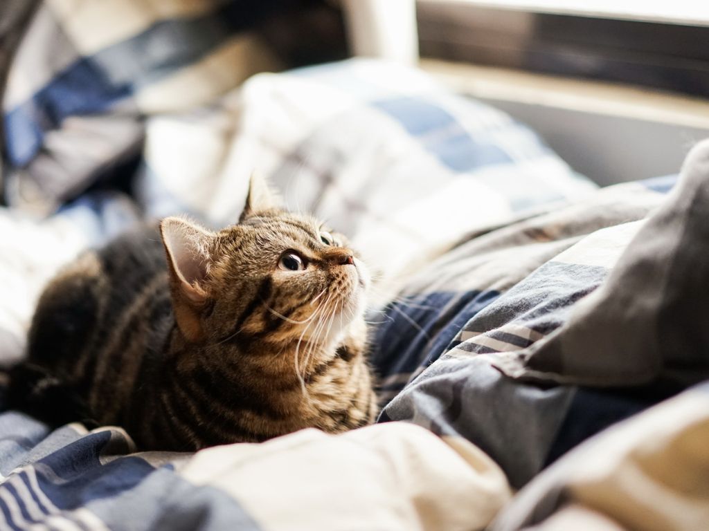 Инсульт у кота: признаки и первая помощь