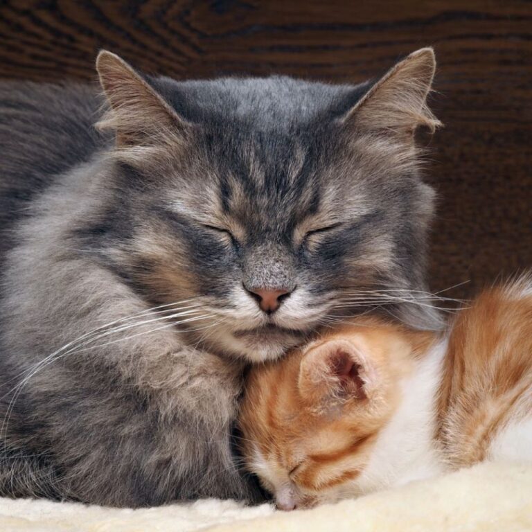 У кошки насморк: причины и лечение