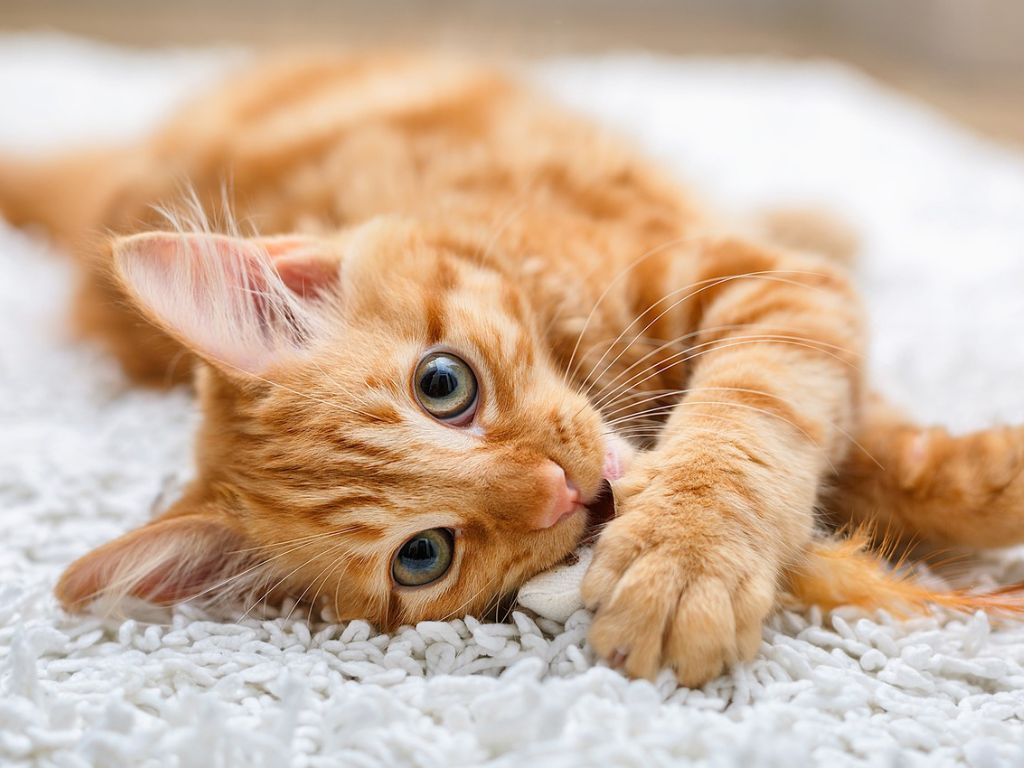 У кошки красные глаза: что делать?