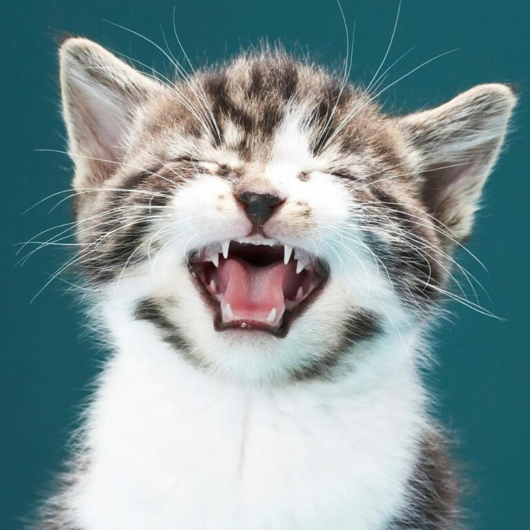 смена молочных зубов у котят